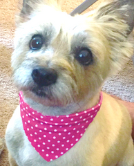 Polka Dots Hankerchief Bandana Dog Leather Collar Terrie Small Red Bowtie Small