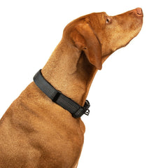 Reflective Nylon Dog Collar with Quick Release Buckle, 5 Colors, Adjustable M L