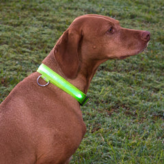 SAFETY LED Dog Pet Light Up Collar Night Glow Adjustable Bright 6 Color XS S L