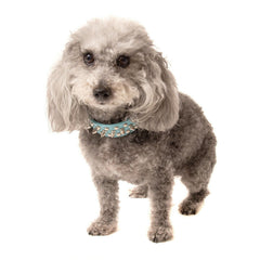Small Dog Spiked Studded Rivets Dog Pets Leather Collar Can Go With Harness BLUE
