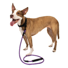 5FT Reflective Dog Leash Nylon with Padded Handle