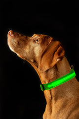 SAFETY LED Dog Pet Light Up Collar Night Glow Adjustable Bright 6 Colors Leash