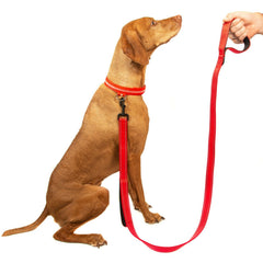 5FT DOUBLE HANDLE Rope Leash Lead Padded Handle Reflective East 2Clip To Harness